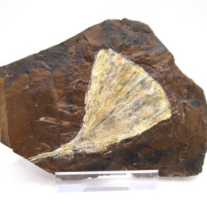 Genuine Paleocene Ginko Leaf Fossil for Sale from N. Dakota #65