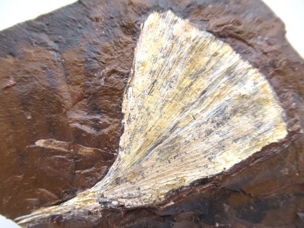 Genuine Paleocene Ginko Leaf Fossil for Sale from N. Dakota #65a