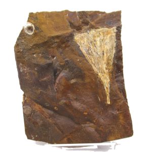 Genuine Paleocene Ginko Leaf Fossil for Sale from N. Dakota #66