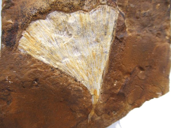 Genuine Paleocene Ginko Leaf Fossil for Sale from N. Dakota #67a