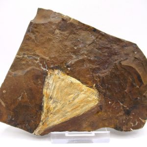 Genuine Paleocene Ginko Leaf Fossil for Sale from N. Dakota #68