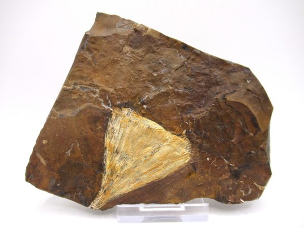 Genuine Paleocene Ginko Leaf Fossil for Sale from N. Dakota #68