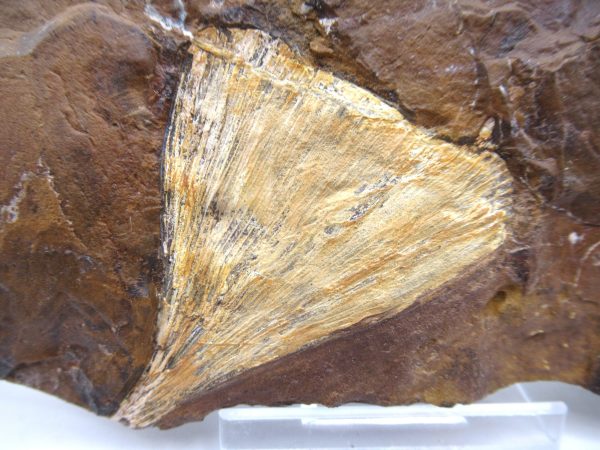 Genuine Paleocene Ginko Leaf Fossil for Sale from N. Dakota #68a