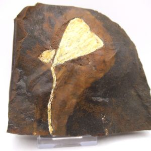 Genuine Paleocene Ginko Leaf Fossil for Sale from N. Dakota #69