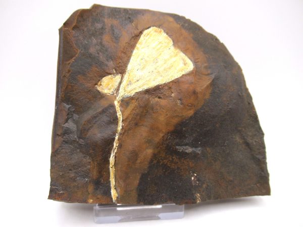 Genuine Paleocene Ginko Leaf Fossil for Sale from N. Dakota #69