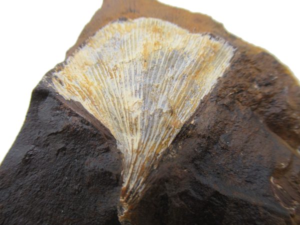 Genuine Paleocene Ginko Leaf Fossil for Sale from N. Dakota #70b