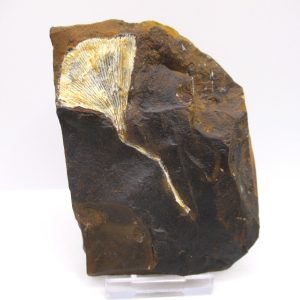 Genuine Paleocene Ginko Leaf Fossil for Sale from N. Dakota #70