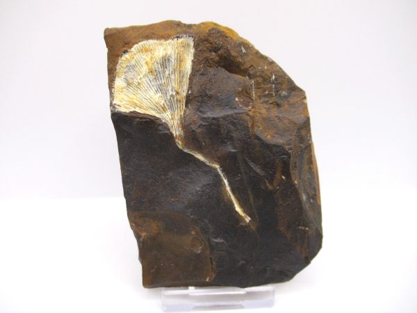 Genuine Paleocene Ginko Leaf Fossil for Sale from N. Dakota #70