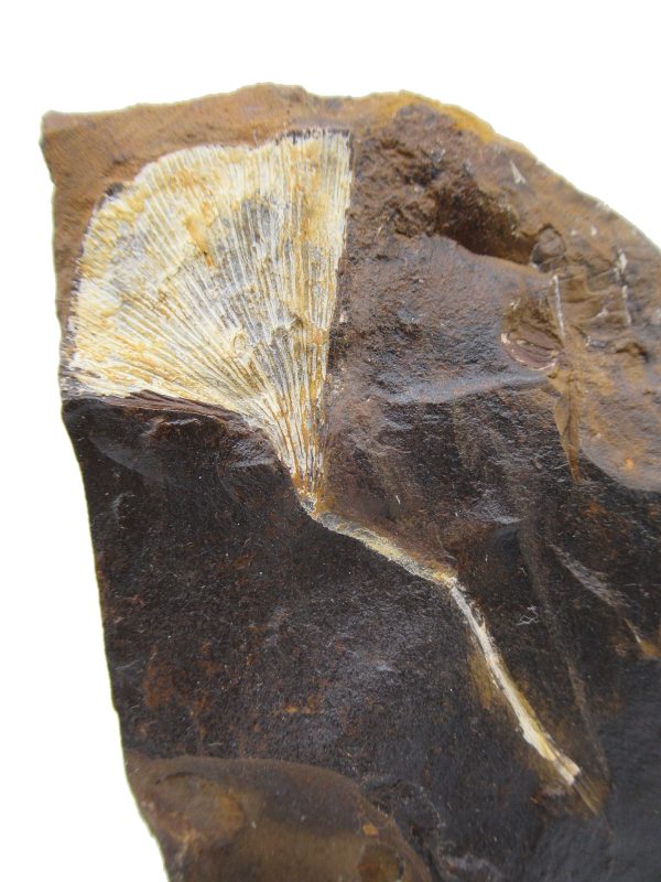 Genuine Paleocene Ginko Leaf Fossil for Sale from N. Dakota #70a