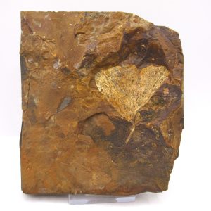 Genuine Paleocene Ginko Leaf Fossil for Sale from N. Dakota #71