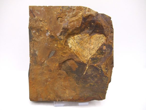 Genuine Paleocene Ginko Leaf Fossil for Sale from N. Dakota #71