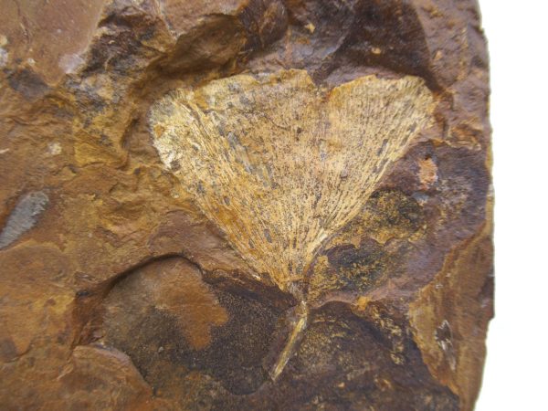 Genuine Paleocene Ginko Leaf Fossil for Sale from N. Dakota #71a