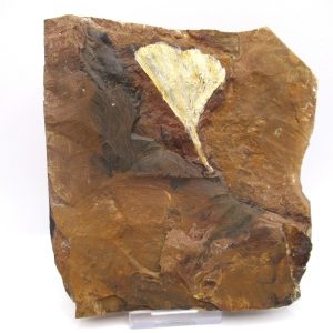 Genuine Paleocene Ginko Leaf Fossil for Sale from N. Dakota #73