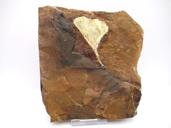 Genuine Paleocene Ginko Leaf Fossil for Sale from N. Dakota #73