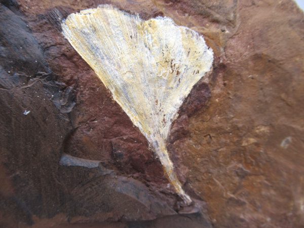 Genuine Paleocene Ginko Leaf Fossil for Sale from N. Dakota #73a