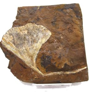 Genuine Paleocene Ginko Leaf Fossil for Sale from N. Dakota #75