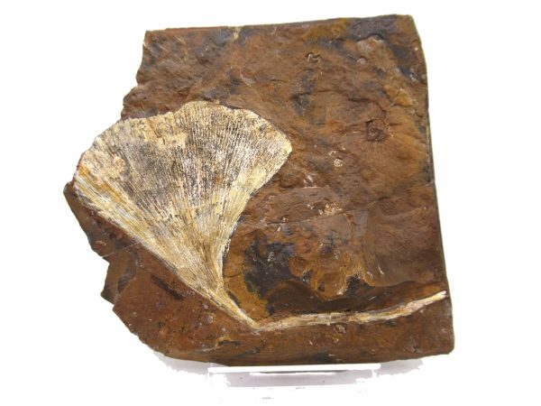 Genuine Paleocene Ginko Leaf Fossil for Sale from N. Dakota #75