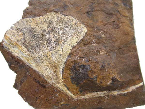 Genuine Paleocene Ginko Leaf Fossil for Sale from N. Dakota #75a