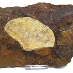 Genuine Paleocene Ginko Leaf Fossil for Sale from N. Dakota #76