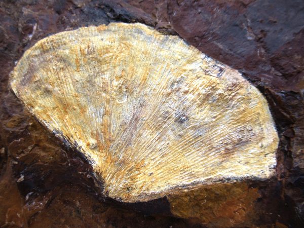 Genuine Paleocene Ginko Leaf Fossil for Sale from N. Dakota #76a