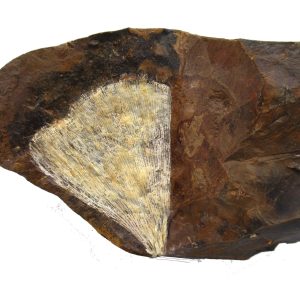 Genuine Paleocene Ginko Leaf Fossil for Sale from N. Dakota #77