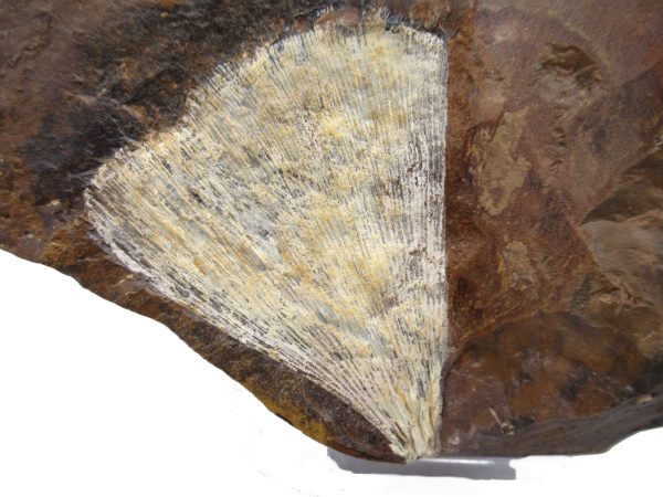 Genuine Paleocene Ginko Leaf Fossil for Sale from N. Dakota #77a