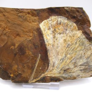 Genuine Paleocene Ginko Leaf Fossil for Sale from N. Dakota #78