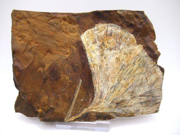 Genuine Paleocene Ginko Leaf Fossil for Sale from N. Dakota #78