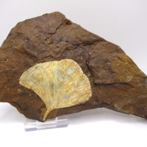 Genuine Paleocene Ginko Leaf Fossil for Sale from N. Dakota #80