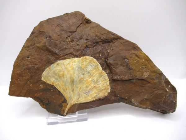 Genuine Paleocene Ginko Leaf Fossil for Sale from N. Dakota #80