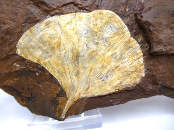 Genuine Paleocene Ginko Leaf Fossil for Sale from N. Dakota #80a