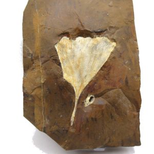 Genuine Paleocene Ginko Leaf Fossil for Sale from N. Dakota #81