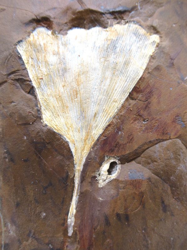 Genuine Paleocene Ginko Leaf Fossil for Sale from N. Dakota #81a