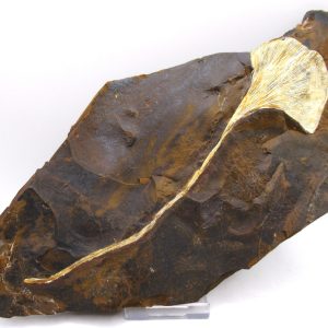 Genuine Paleocene Ginko Leaf Fossil for Sale from N. Dakota #82