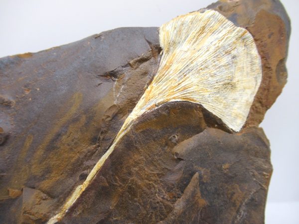 Genuine Paleocene Ginko Leaf Fossil for Sale from N. Dakota #82a