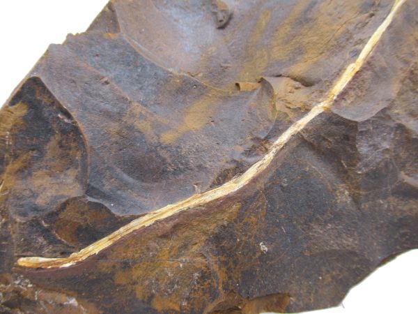 Genuine Paleocene Ginko Leaf Fossil for Sale from N. Dakota #82b