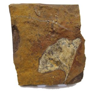 Genuine Paleocene Ginko Leaf Fossil for Sale from N. Dakota #83