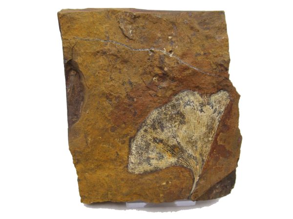 Genuine Paleocene Ginko Leaf Fossil for Sale from N. Dakota #83