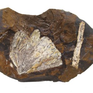 Genuine Paleocene Ginko Leaf Fossil for Sale from N. Dakota #84