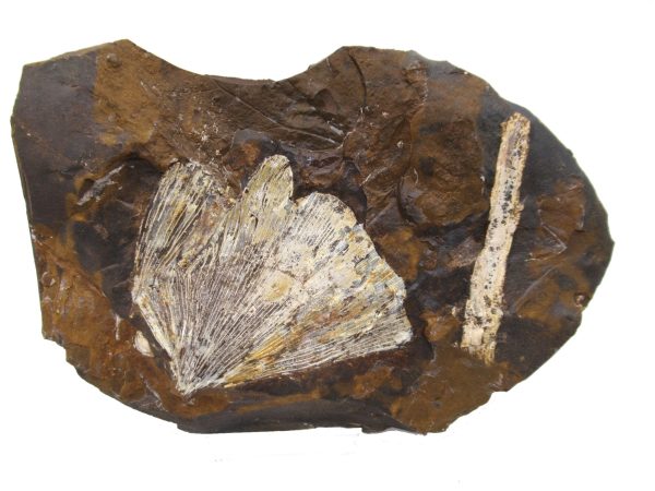 Genuine Paleocene Ginko Leaf Fossil for Sale from N. Dakota #84