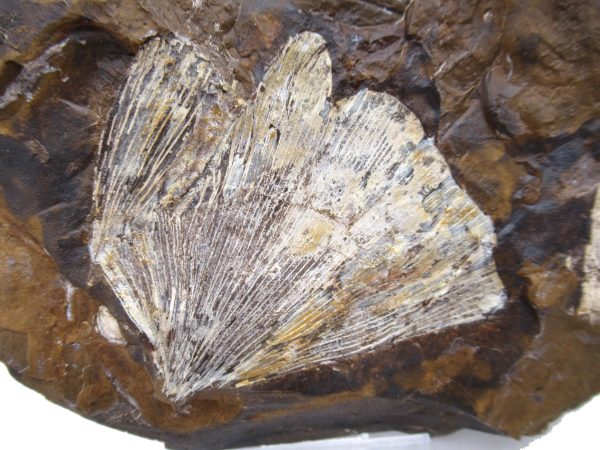 Genuine Paleocene Ginko Leaf Fossil for Sale from N. Dakota #84a