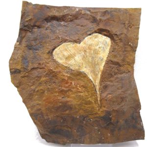 Genuine Paleocene Ginko Leaf Fossil for Sale from N. Dakota #85