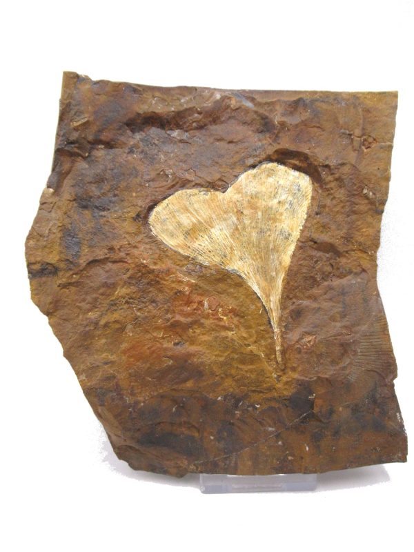 Genuine Paleocene Ginko Leaf Fossil for Sale from N. Dakota #85