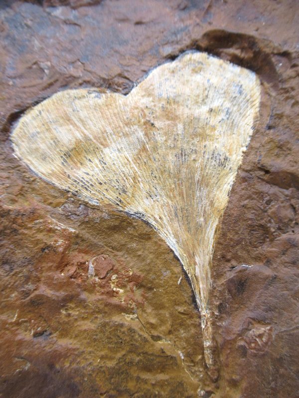 Genuine Paleocene Ginko Leaf Fossil for Sale from N. Dakota #85a