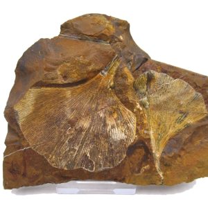 Genuine Paleocene Ginko Leaf Fossil for Sale from N. Dakota #86