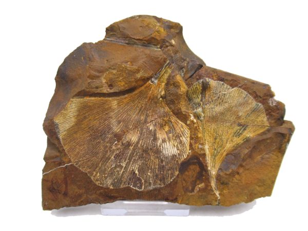 Genuine Paleocene Ginko Leaf Fossil for Sale from N. Dakota #86