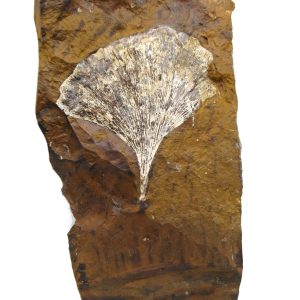 Genuine Paleocene Age Ginko Leaf Fossil for Sale from N. Dakota #87