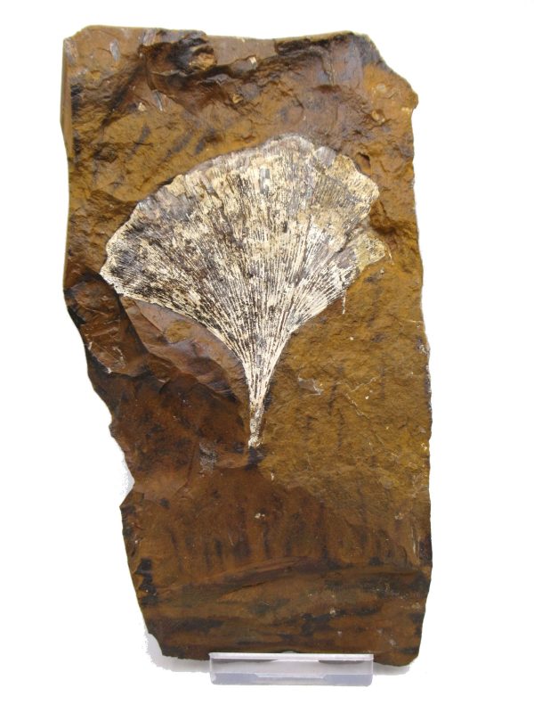 Genuine Paleocene Age Ginko Leaf Fossil for Sale from N. Dakota #87