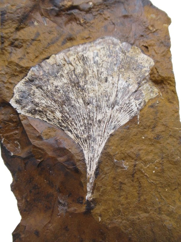 Genuine Paleocene Age Ginko Leaf Fossil for Sale from N. Dakota #87a