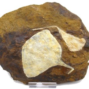 Genuine Paleocene Age Ginko Leaf Fossil for Sale from N. Dakota #88